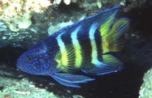 Eastern blue devilfish. An endemic species to south easte... by Akos Lumnitzer 